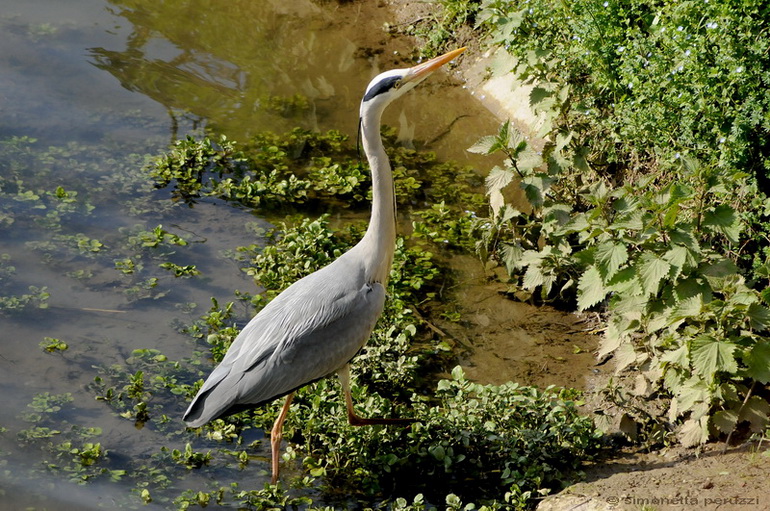 Airone curioso - Ardea cinerea